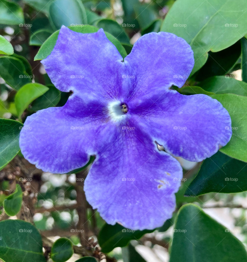 🌹 🇺🇸 Very beautiful flowers to brighten our day.  Live nature and its beauty. Did you like the delicate petals? / 🇧🇷 Flores muito bonitas para alegrar nosso dia. Viva a natureza e sua beleza. Gostaram das pétalas delicadas? 