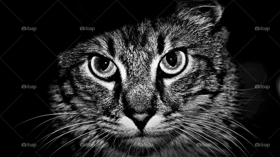 black and white close up portrait from a striped cat looking straight into the canera with big open eyes