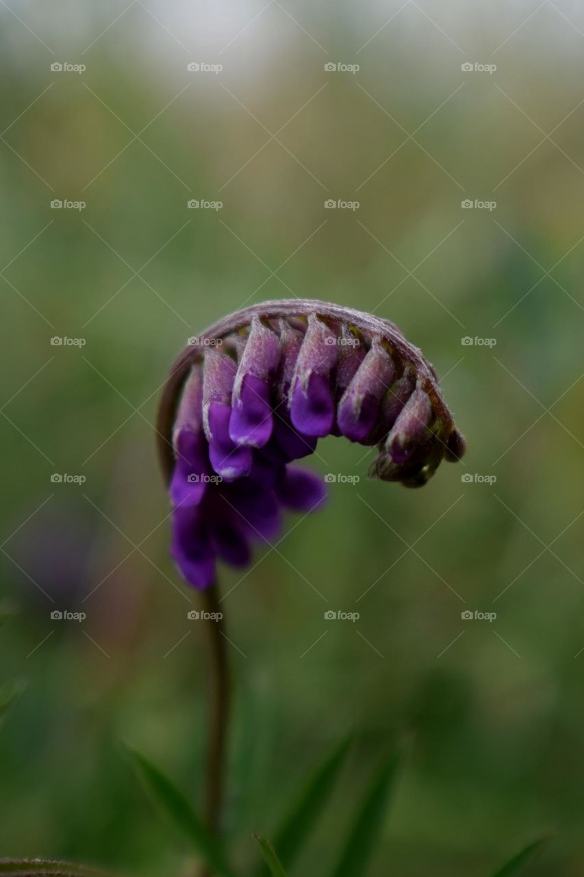 purple flower
