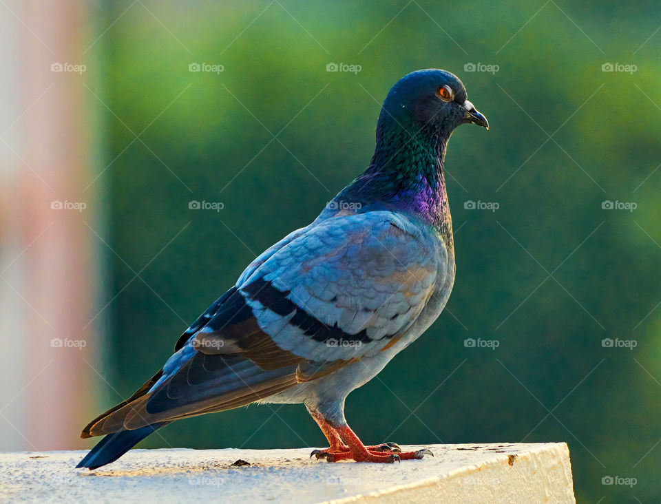 Bird photography  - Dove  - perching