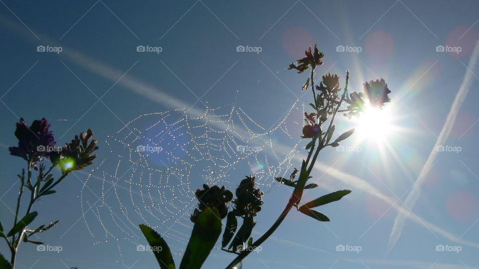 Sonne hinterm Spinnennetz