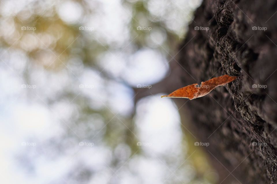 Leaf falling from the tree in autumn.