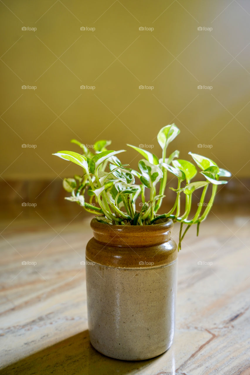 Portraits of a plant 