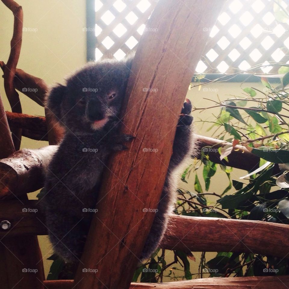 Baby Koala