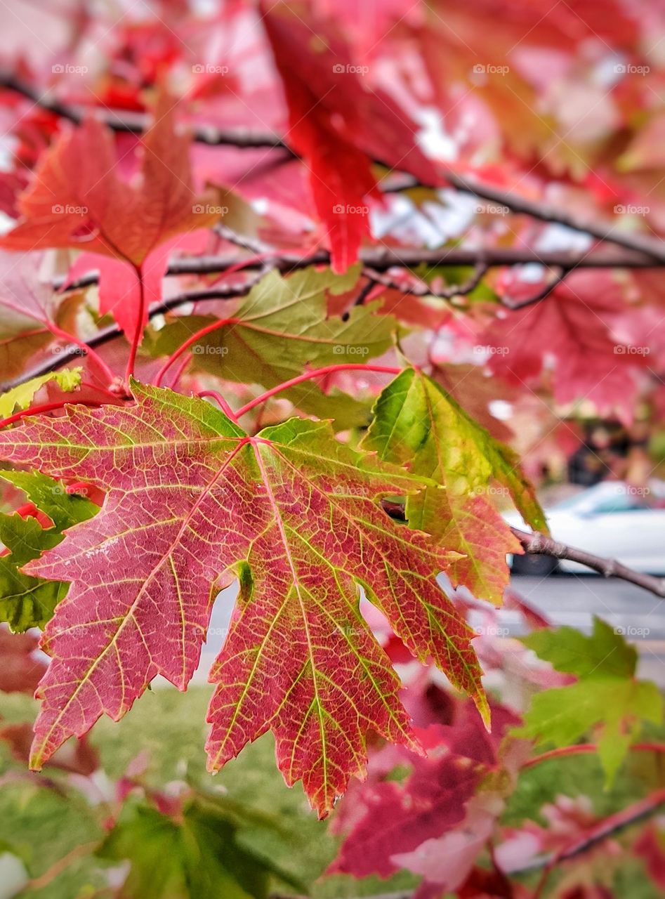 beautiful bright colorful autumn