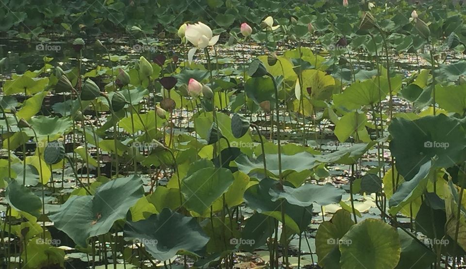 Echo Park Lotus Pond with Blooming Flowers and Pods