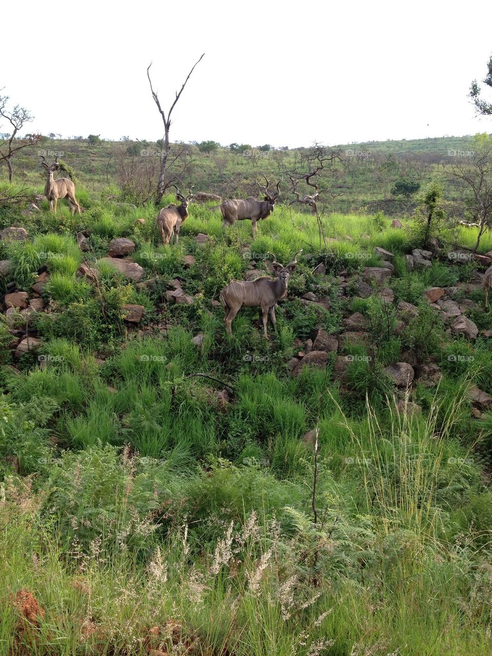 Kudu greens