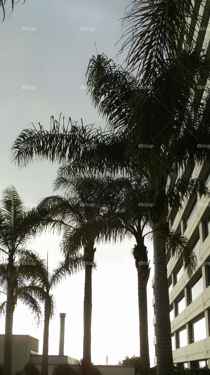 Tree, No Person, Palm, Beach, Tropical