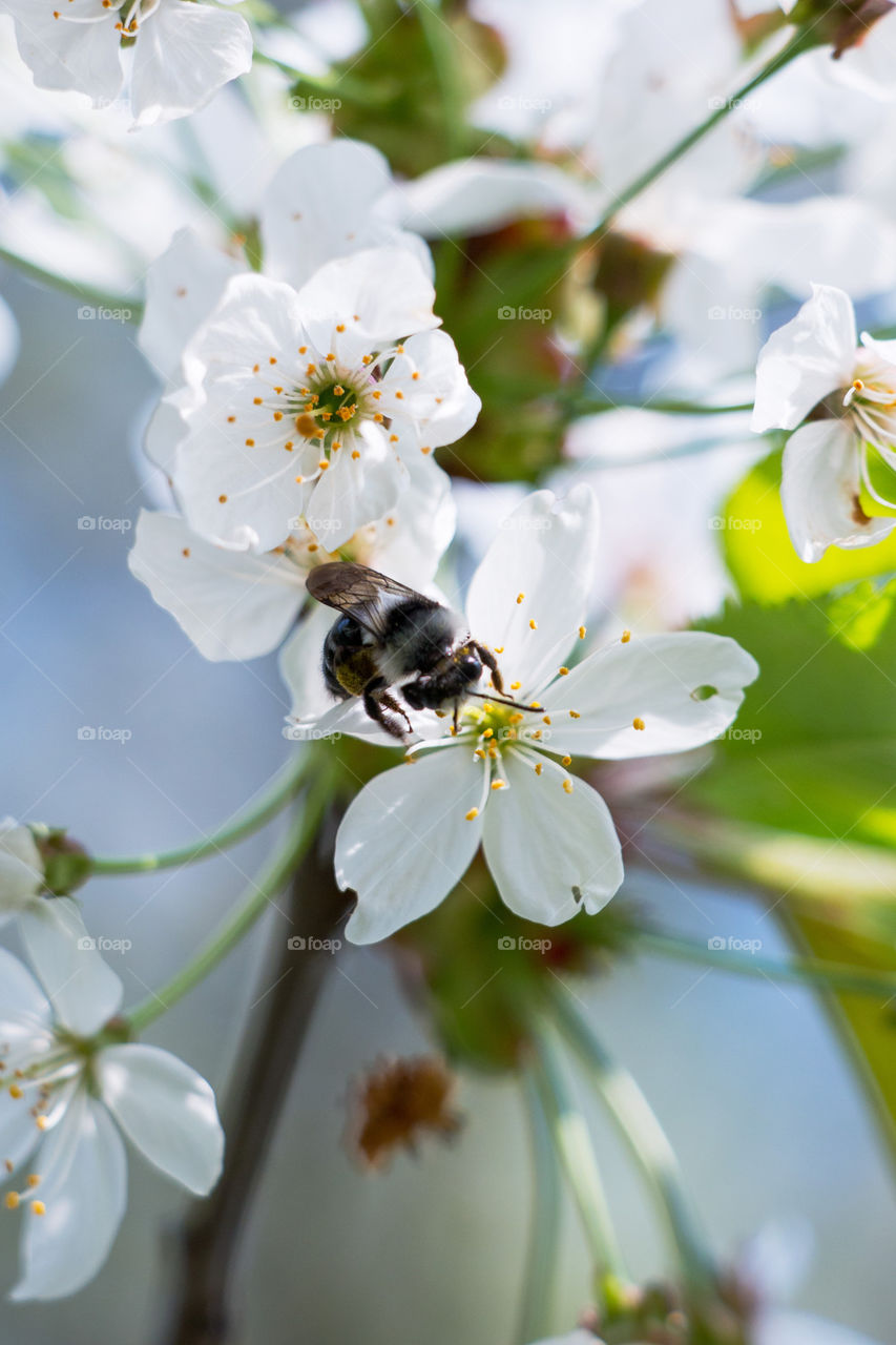 Bee pollinating on white flower