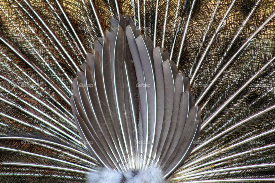 Feathers of a peacock