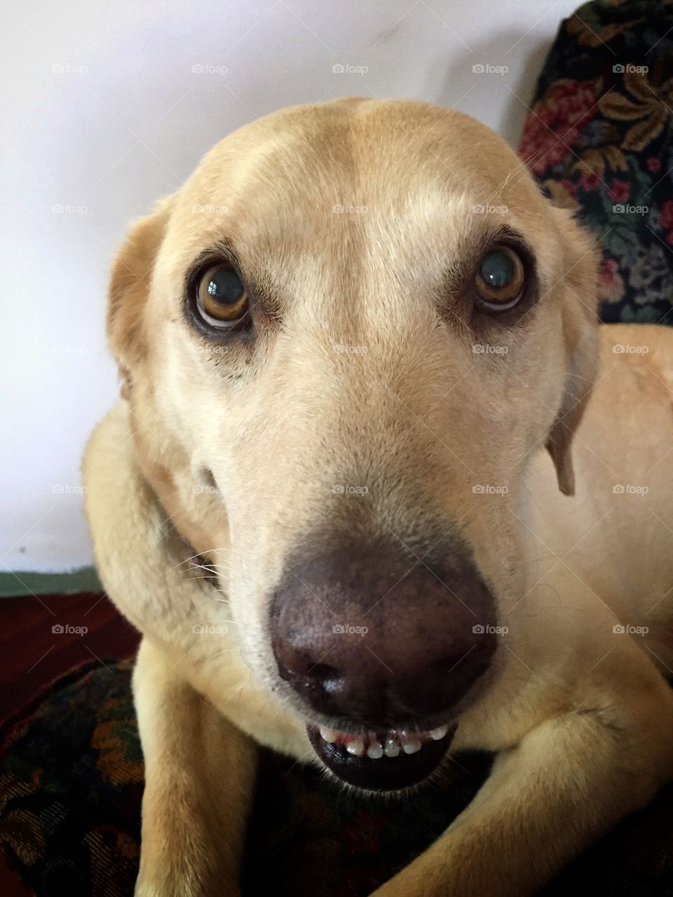 Sandy the yellow lab. She's an 11 year old lab with great eyes 
