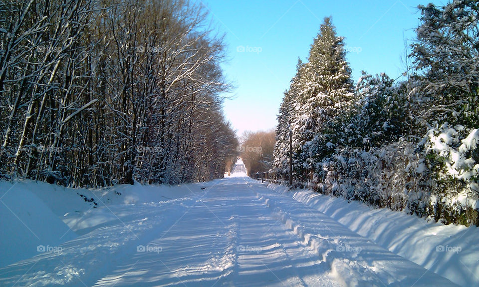 Winter Scene