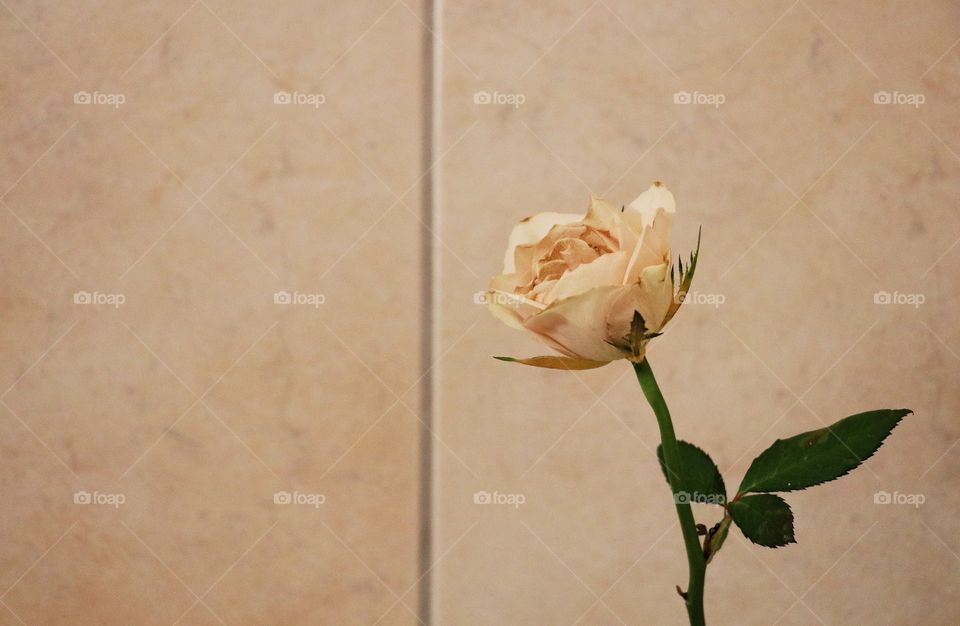 Pale rose