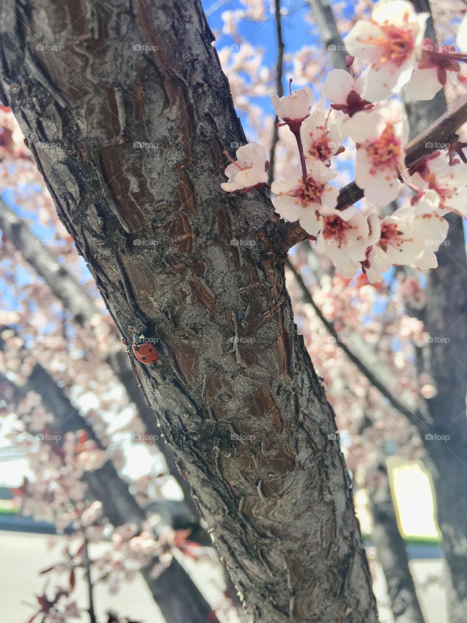 Spring Lady Bug