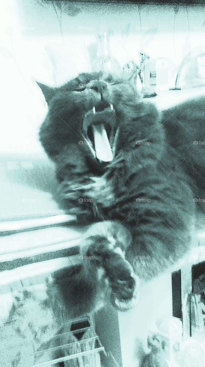 yawning cat