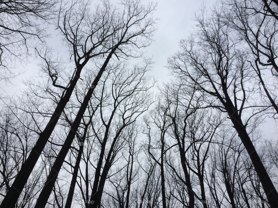Trees on a winter morning. 