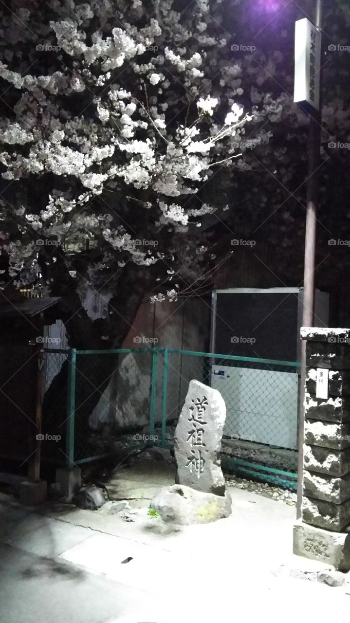 street night
sakura and stone