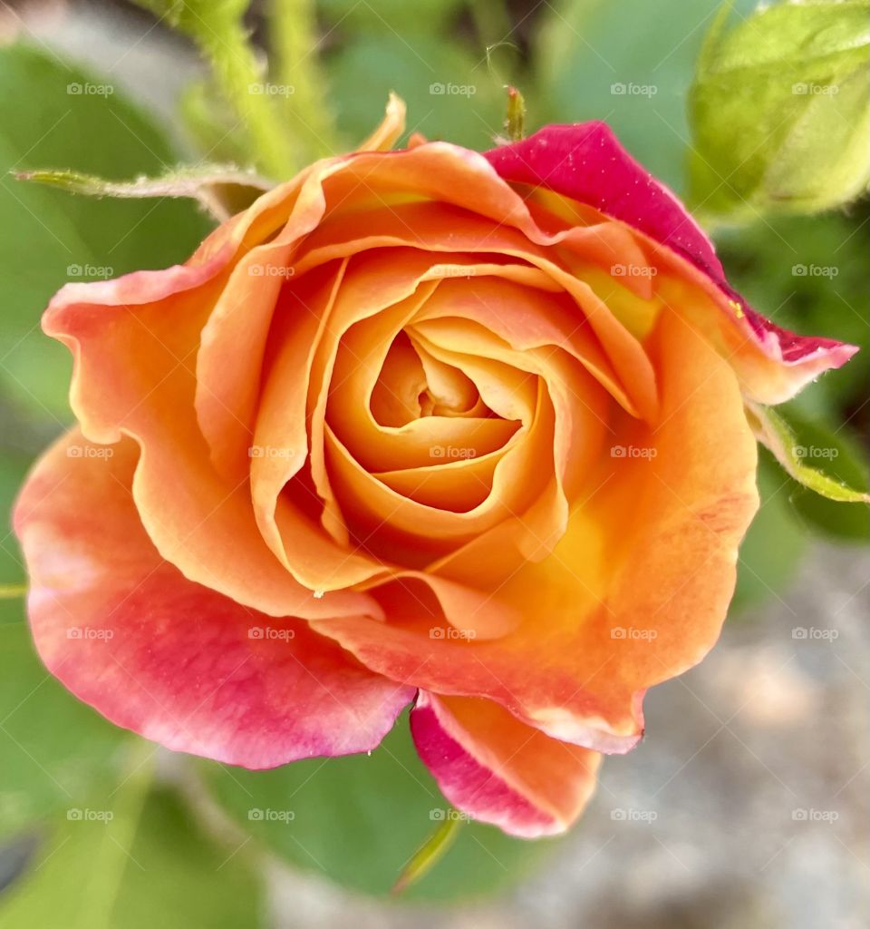 Red and orange garden rose