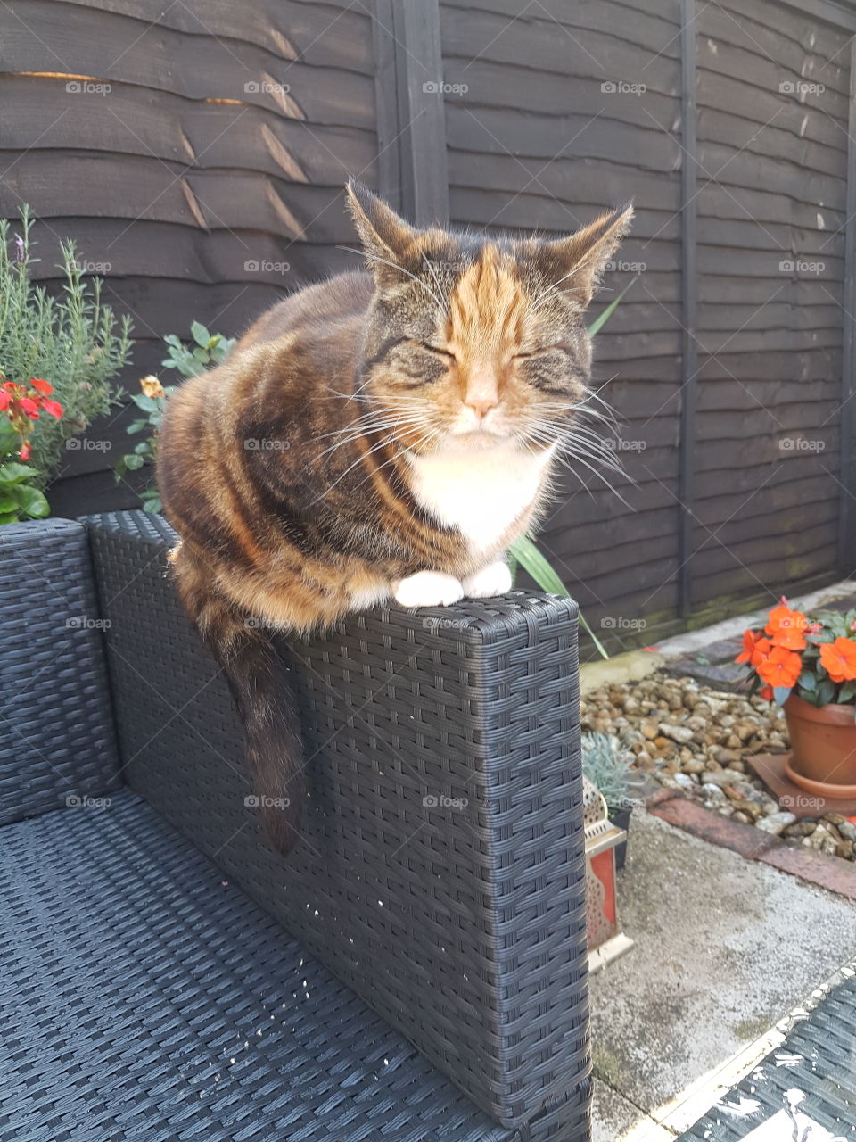 cat enjoying the garden