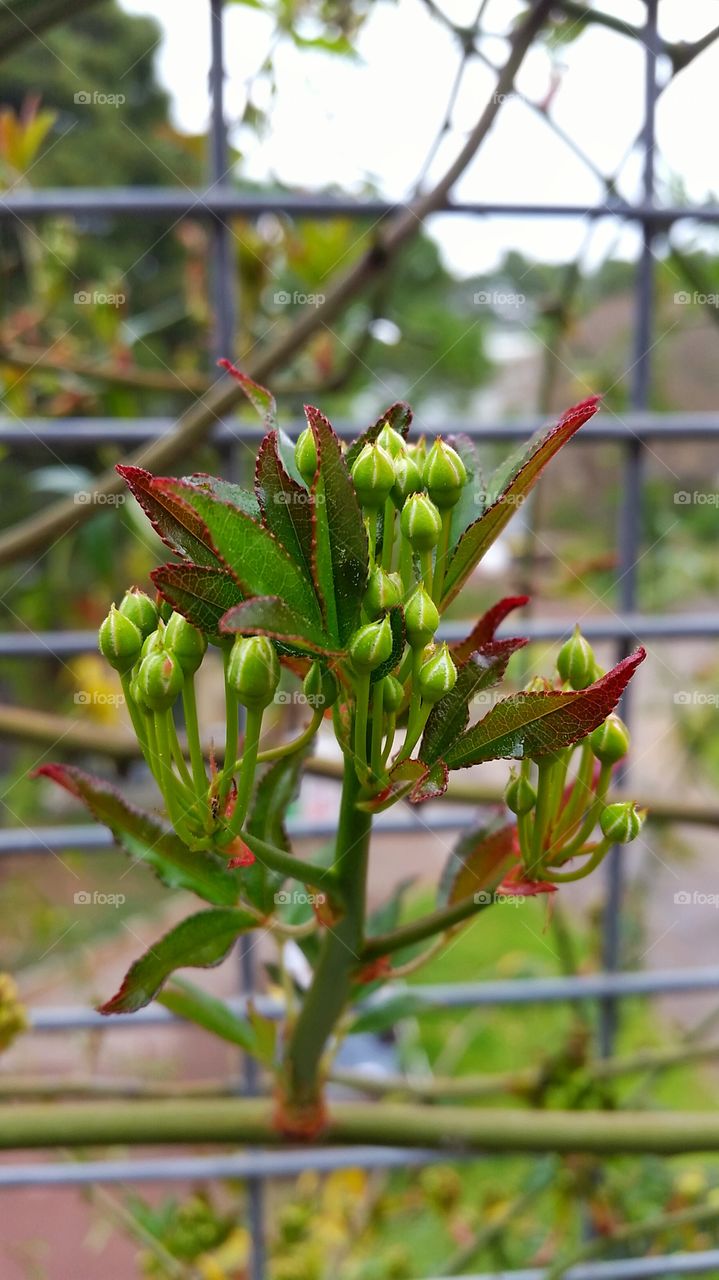 first buds of spring