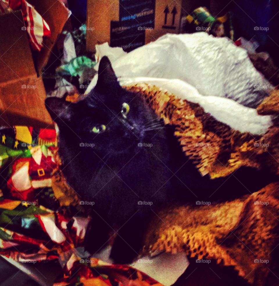 Cat in Christmas Wrapping Paper