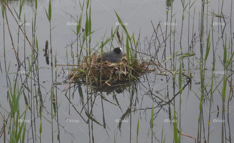 Mother bird on nest.. Spring is all arround.