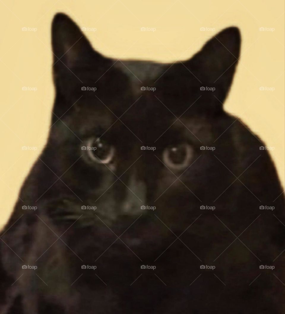 my most beautiful and attractive black cat.