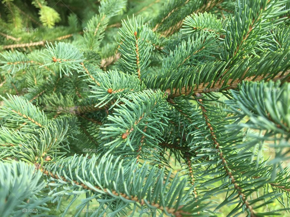 Canadian blue spruce nature’s beauty 