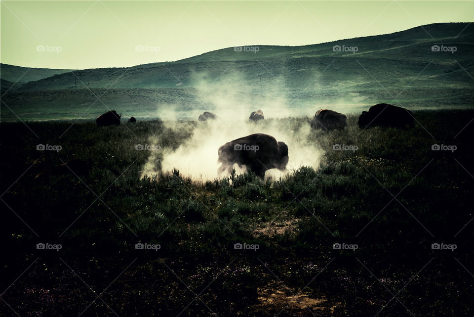 Wild American Bison in the plains of Wyoming 