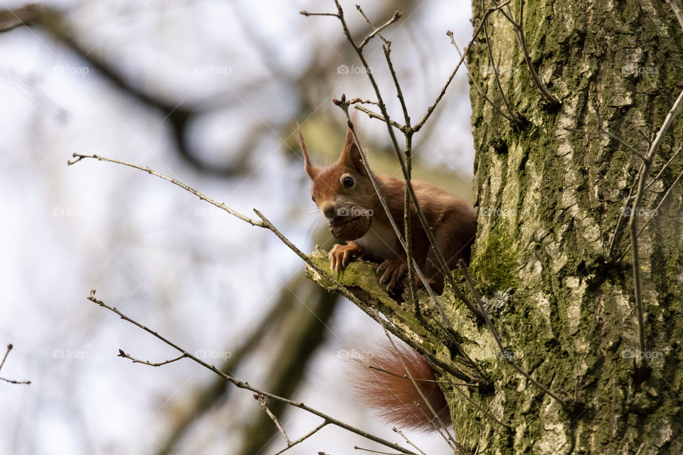 A portrait of an orange squirrel high up in a tree, holding a nut in its hand, ready to eat it.