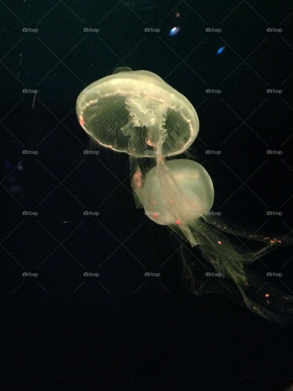Underwater, Jellyfish, No Person, Invertebrate, Swimming