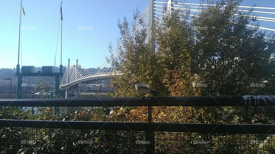 California Blue Scrub