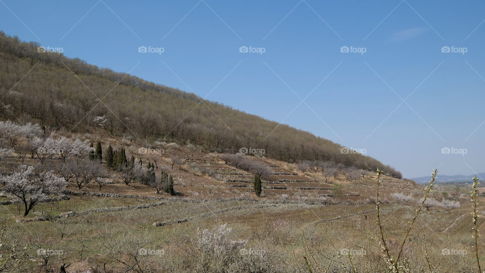 an orchard in spring
