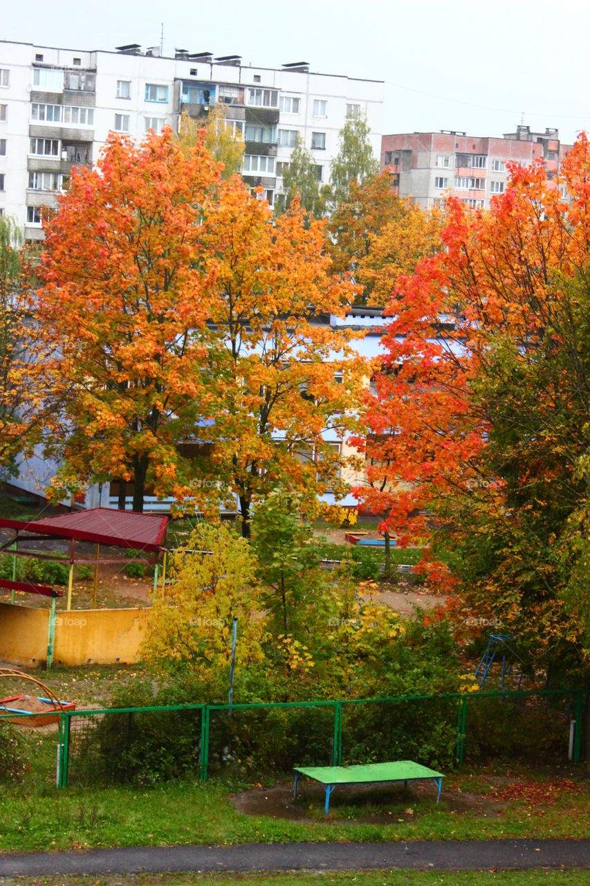 Autumn from the window