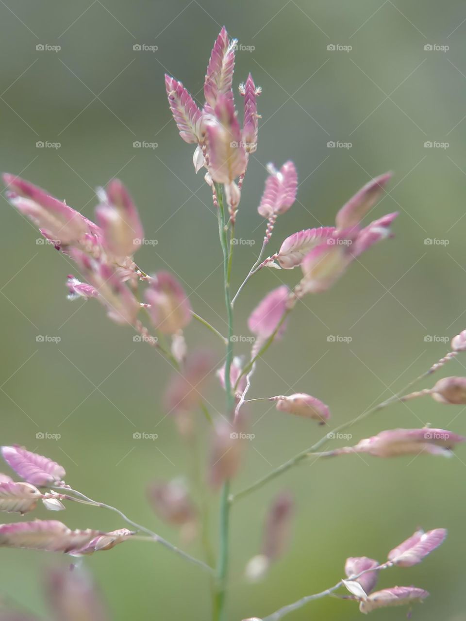 Eragrostical Flowers