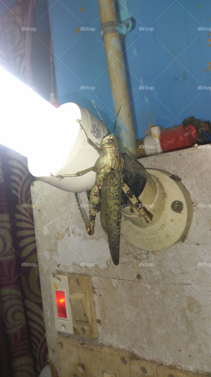 the BIG grasshopper very big