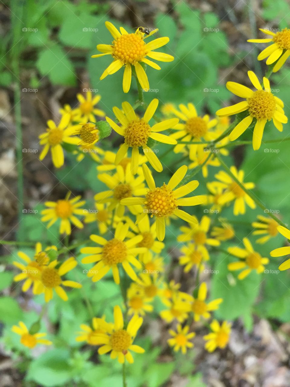 Roadside wildflowers