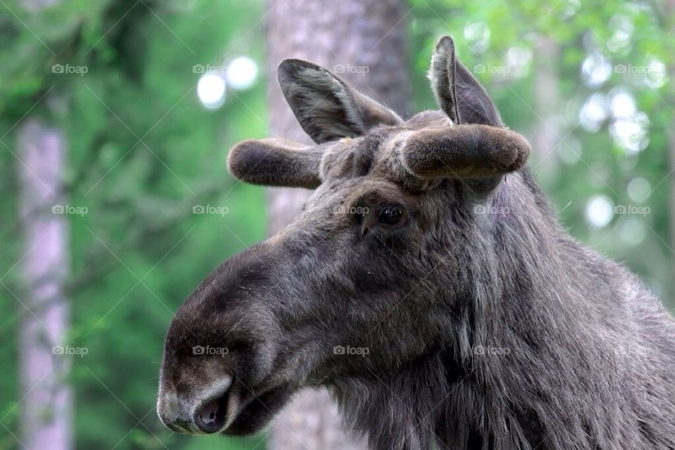 Moose