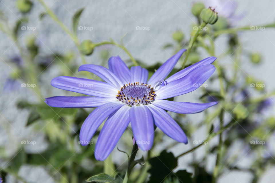 Lavender blue flower in fair weather 
