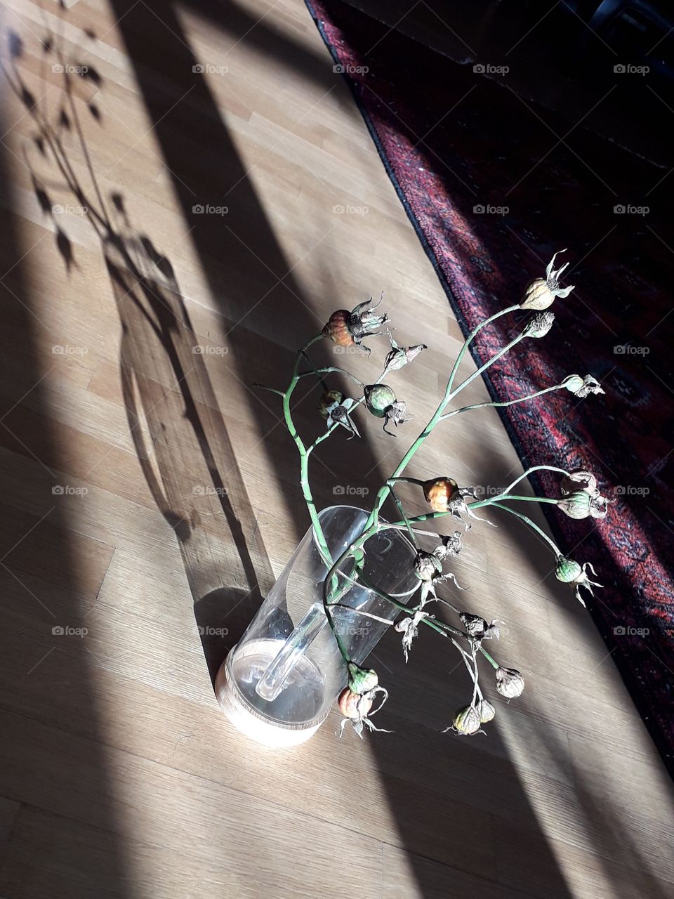 perspective matters - long shadows of window and glass jar with rose hips standing on wooden floor