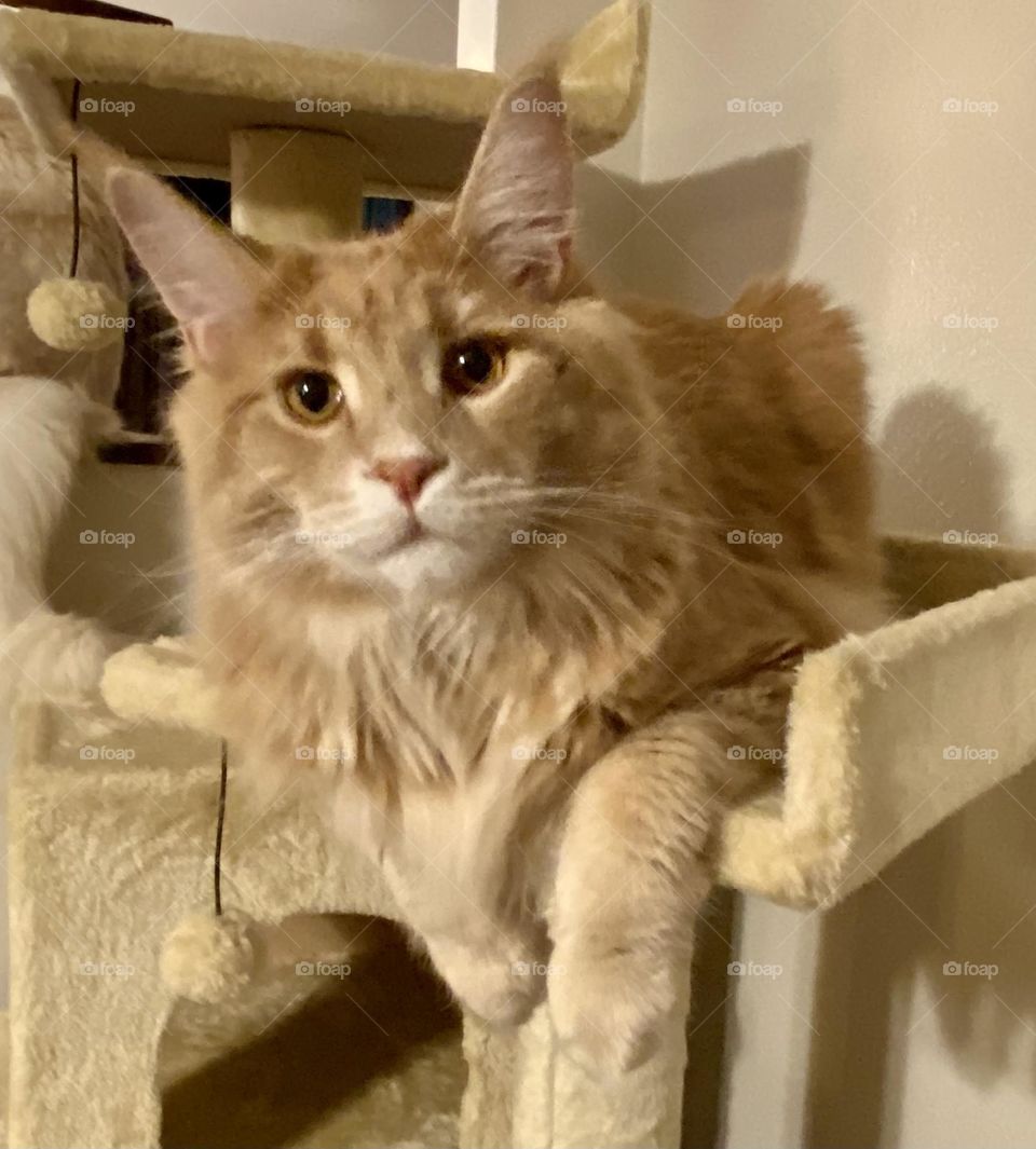 Mainecoon boy hanging around