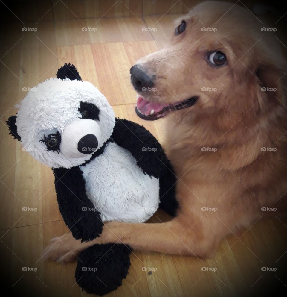 Brown dog with damaged eye Panda bear.
