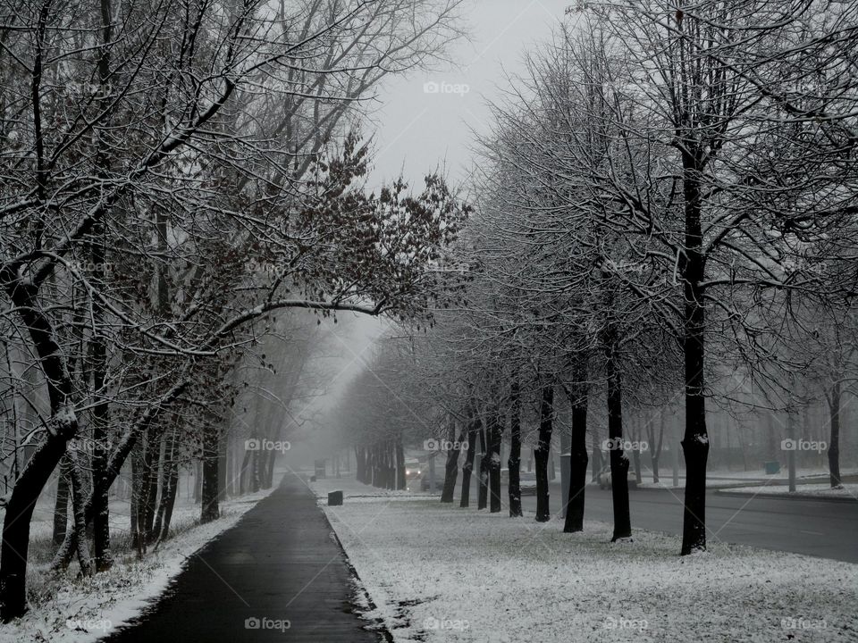 Winter, Snow, Fog, Tree, Mist