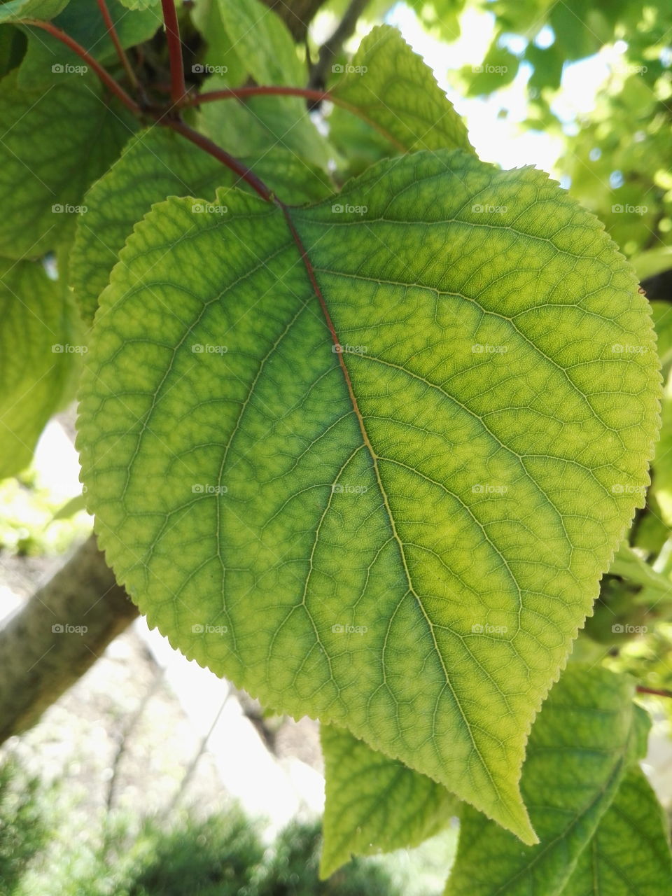 leaf