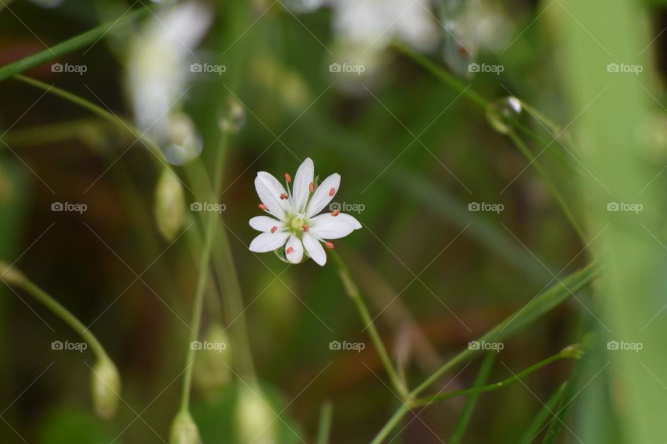 Floral