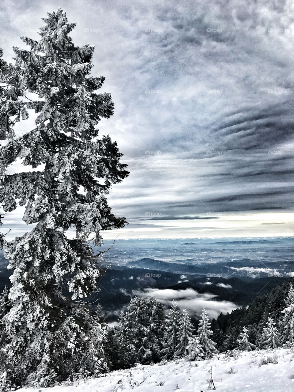 Snowy tree against cloudy sky