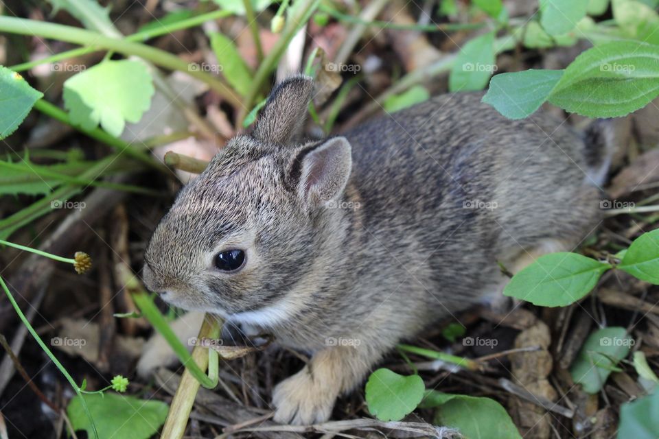 Baby Bunny