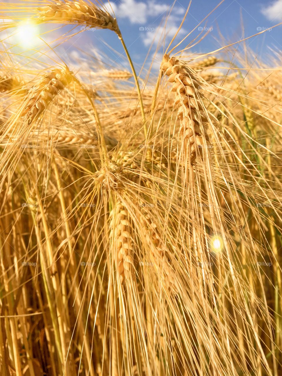 Gold Cornfield 