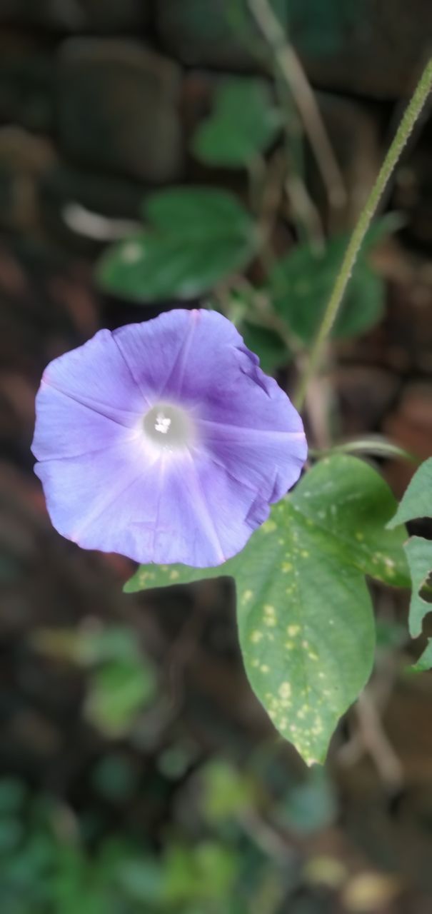 Portrait of Plants