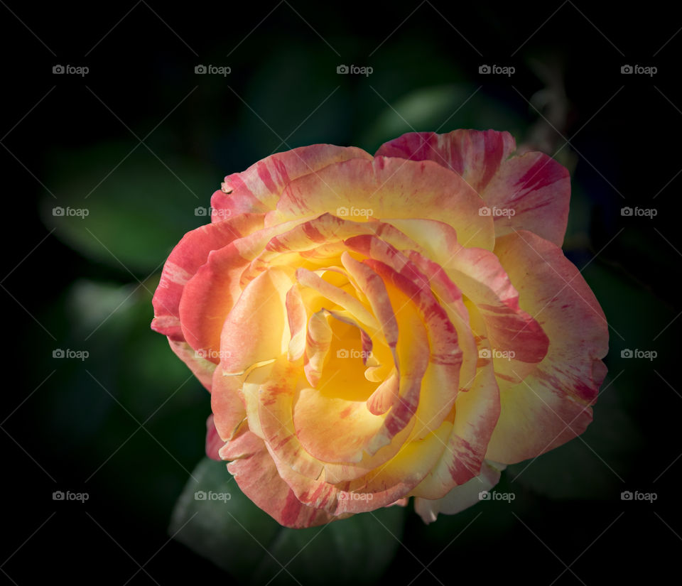 light on a rose